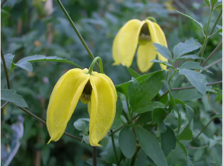 clematis tangutica