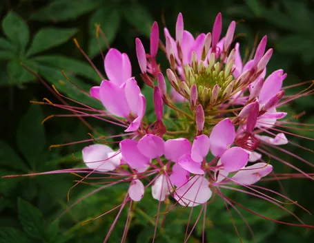 Cleome