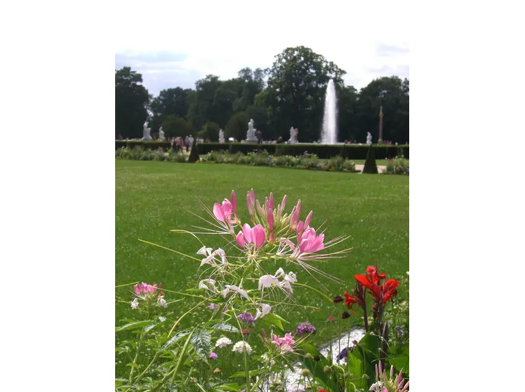 Cleome