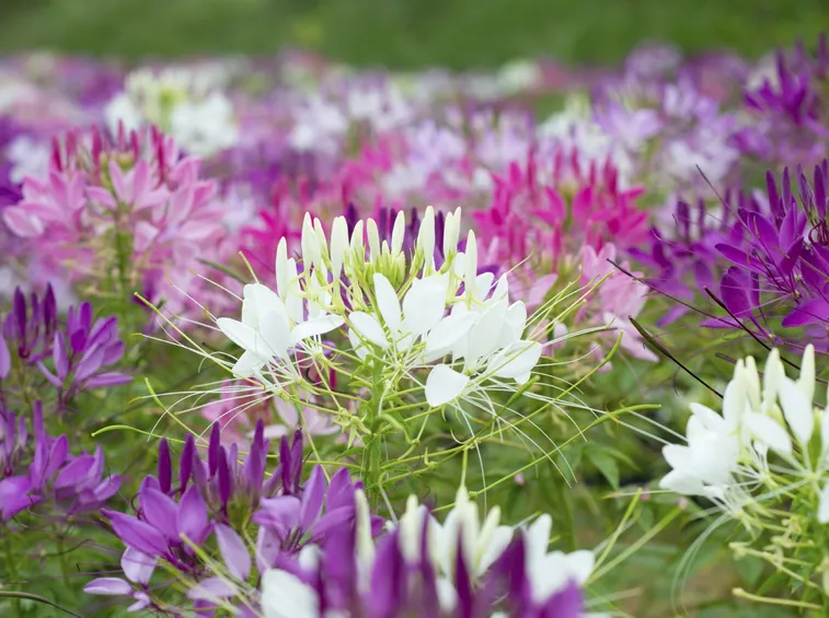 Cleome