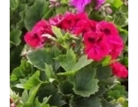 pelargonium macrantha