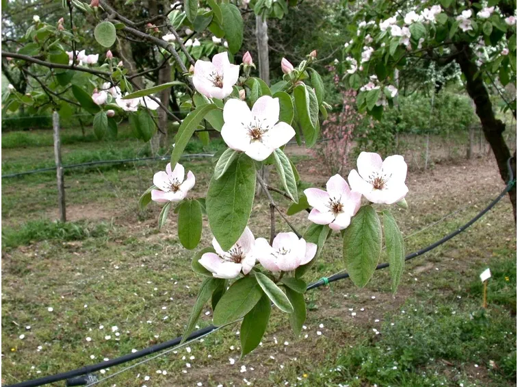 cornus