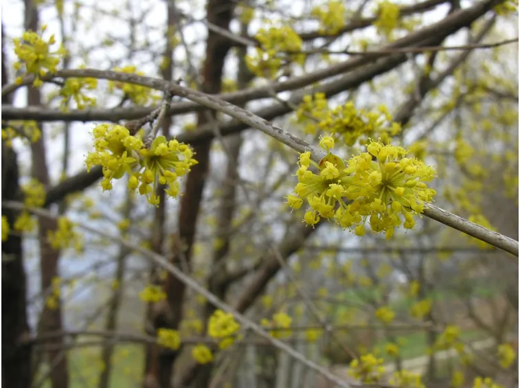 Corniolo  