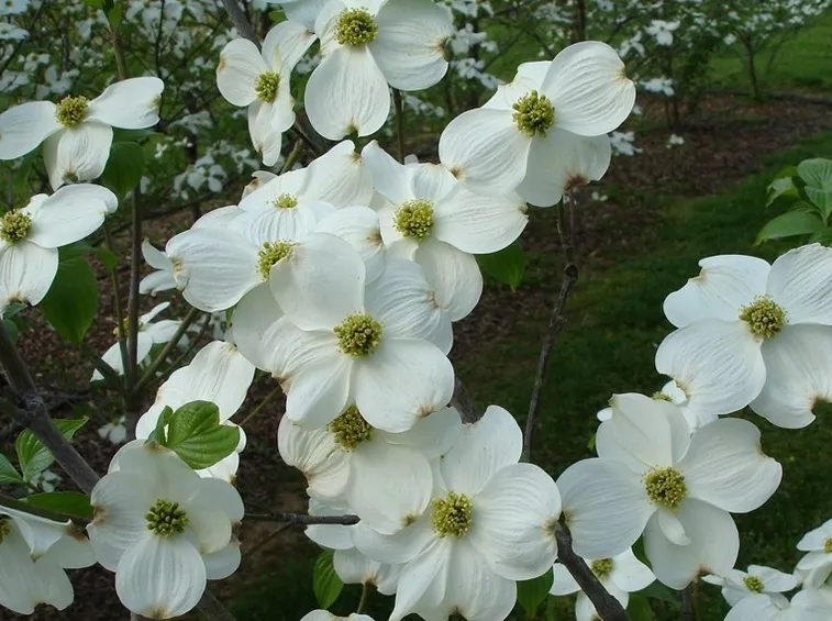 cornus florida