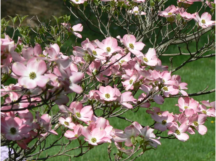 Corniolo da fiore