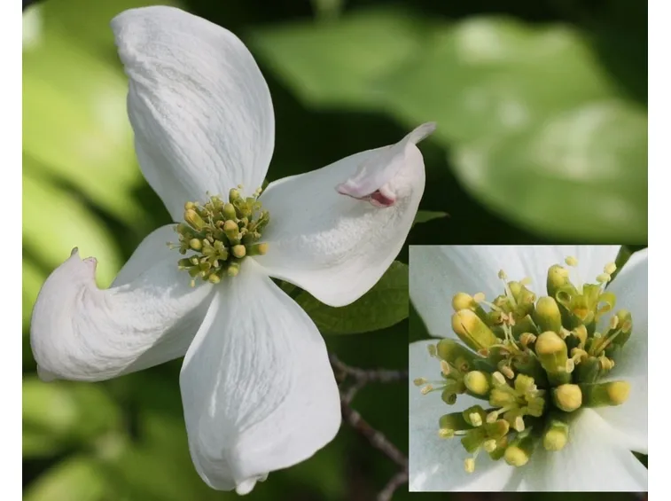 cornus florida rubra