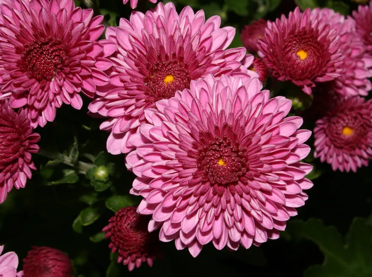 chrysanthemum 