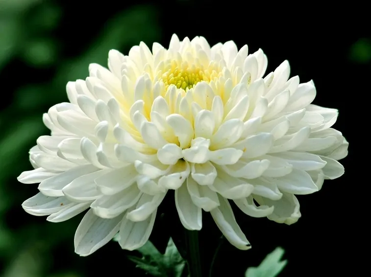 chrysanthemum 