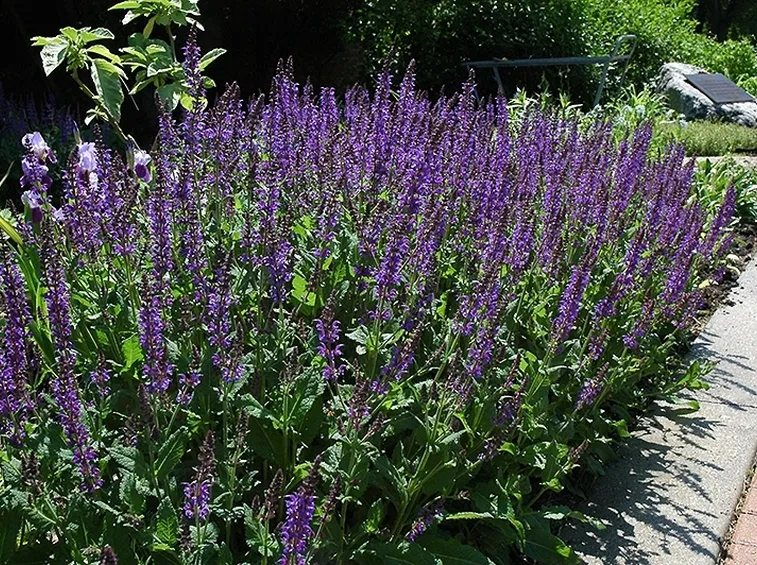 nepeta plant