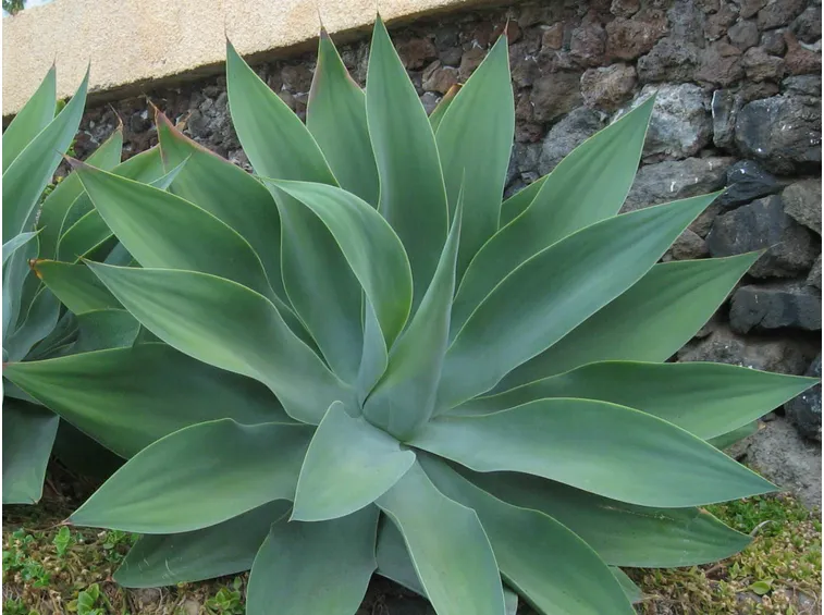 agave