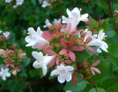 Fiori boccioli abelia