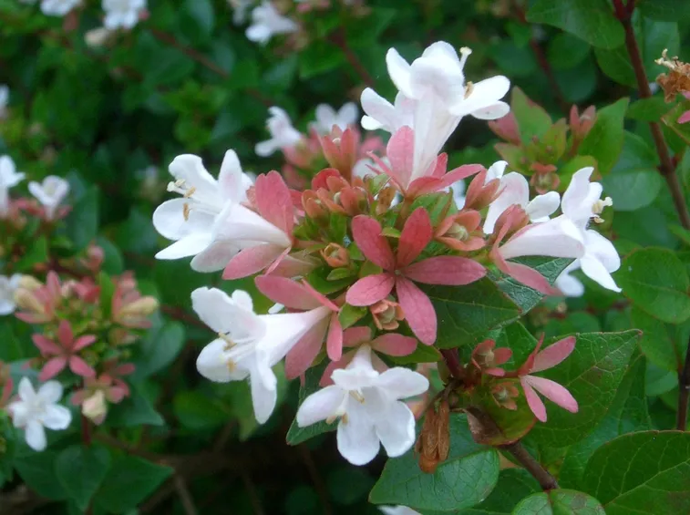 Fiori boccioli abelia