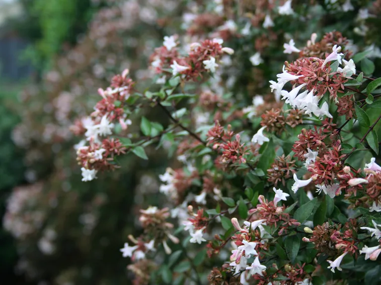 Fronde abelia