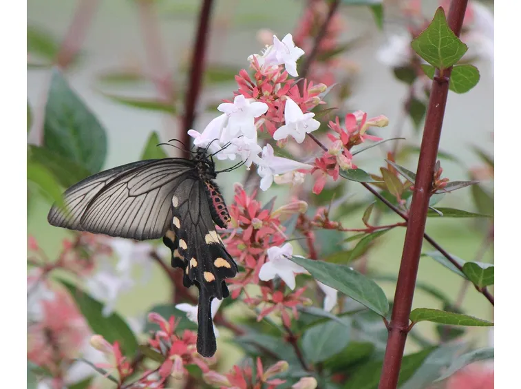 Fiori pianta abelia