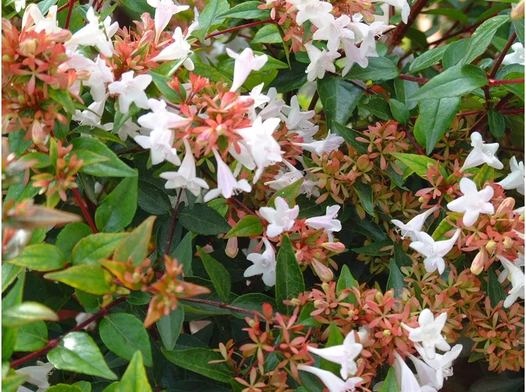 Fiori foglie aiuola