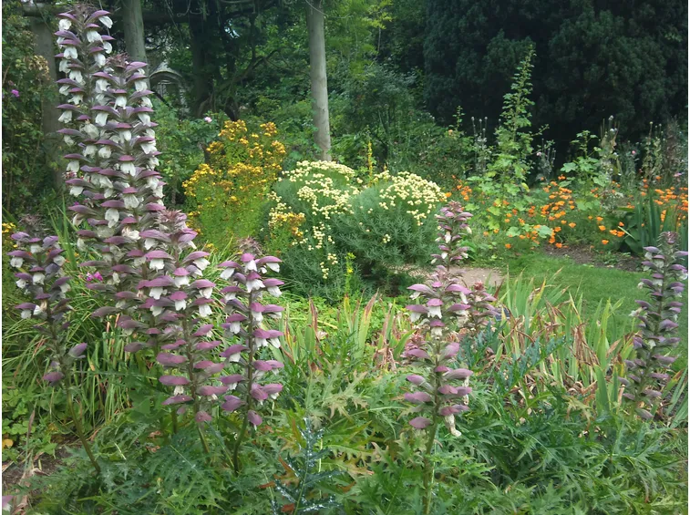 fiori di acanto