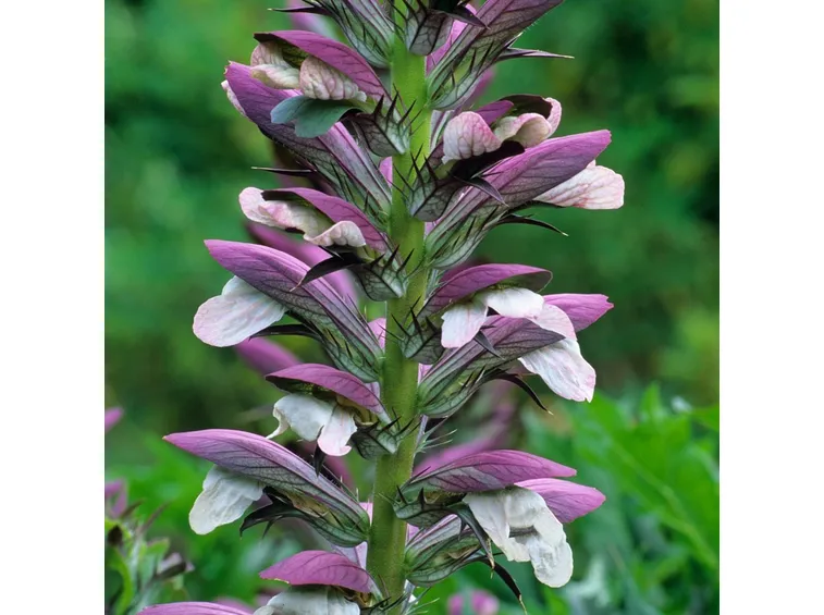 fiore acanto