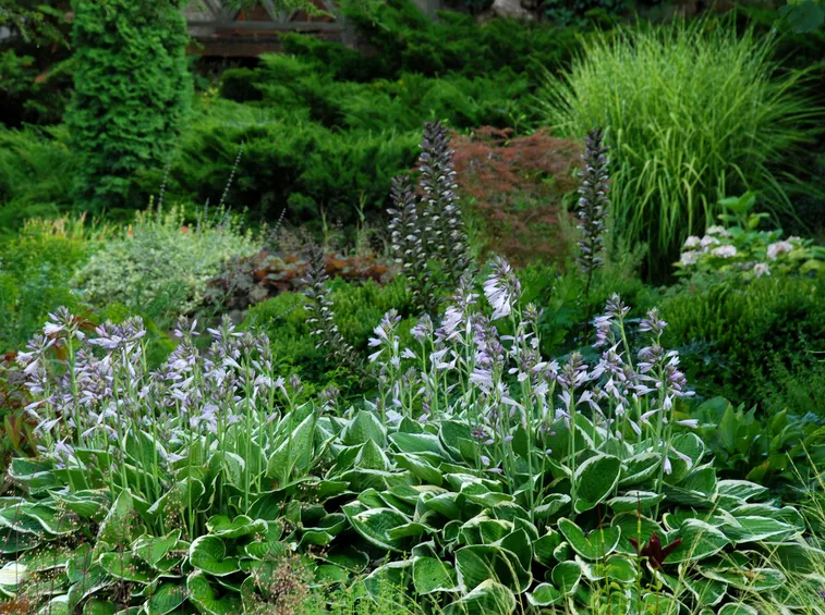 acanthus