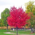 acero rosso