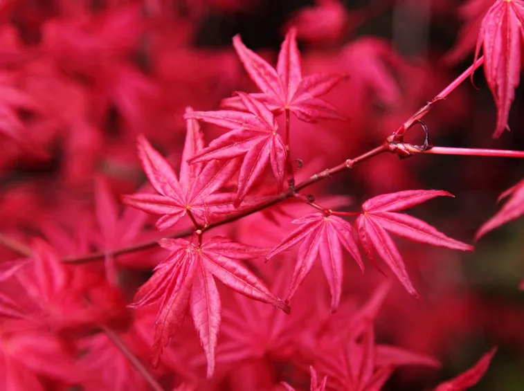 acero rosso foglia