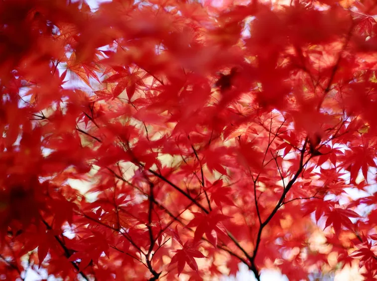 curare acero rosso