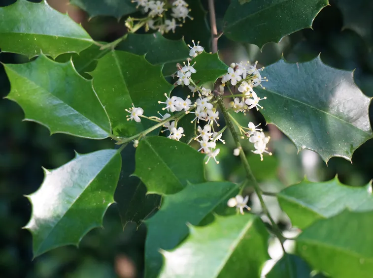 Agrifoglio fiore
