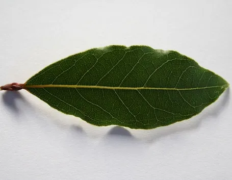 Pianta di alloro