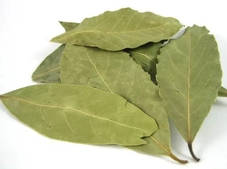 Foglie di Alloro secche