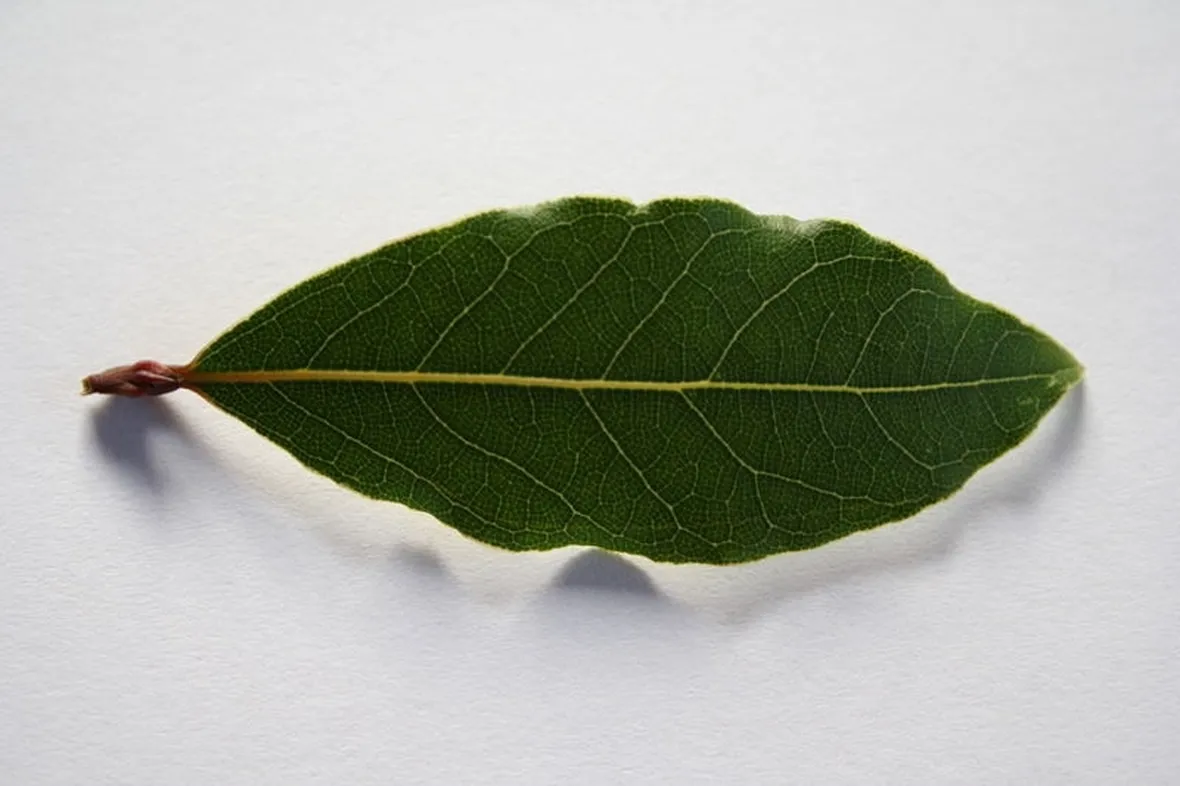 Pianta di alloro