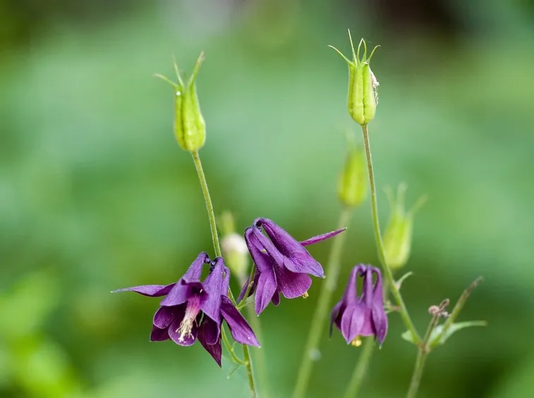 Aquilegia fioritura