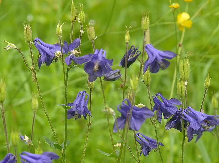 Aquilegia fiore