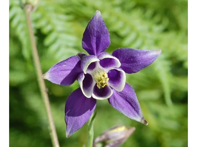 Germoglio aquilegia