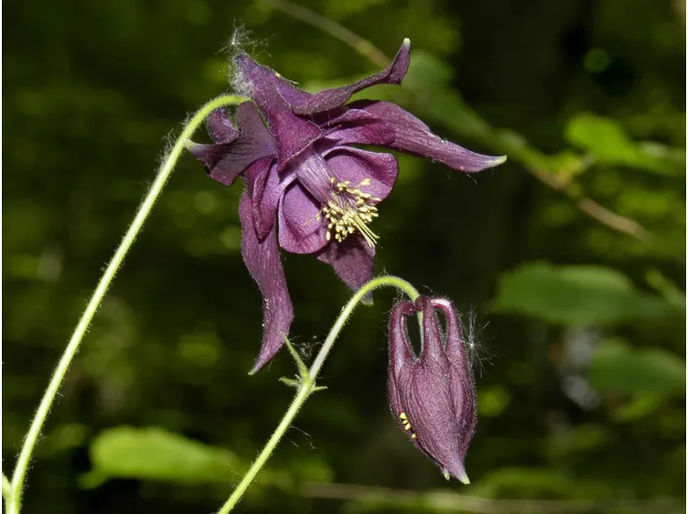 Fiore piante giardino