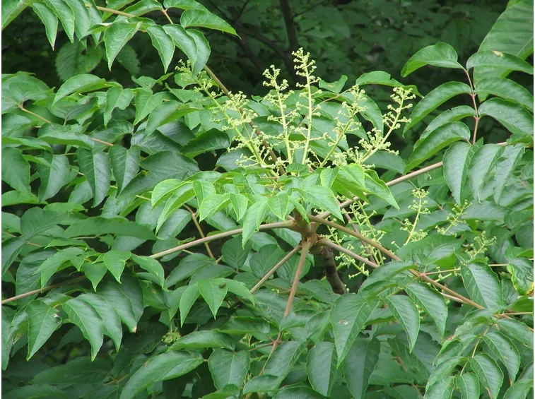 Foglie aralia elata