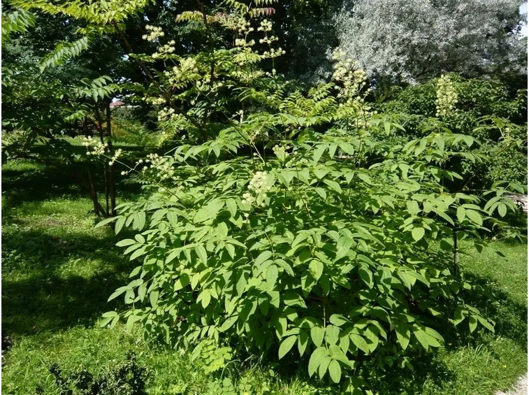 Aralia giardino