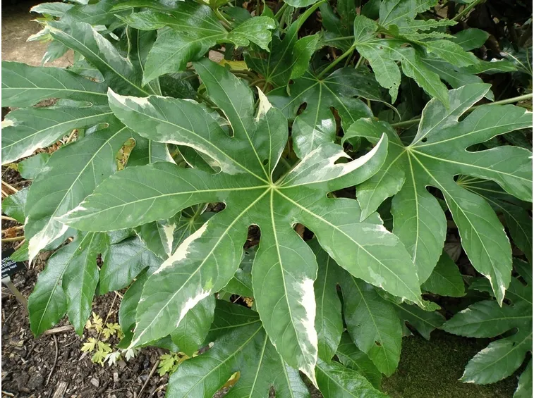 Foglia piante giardino