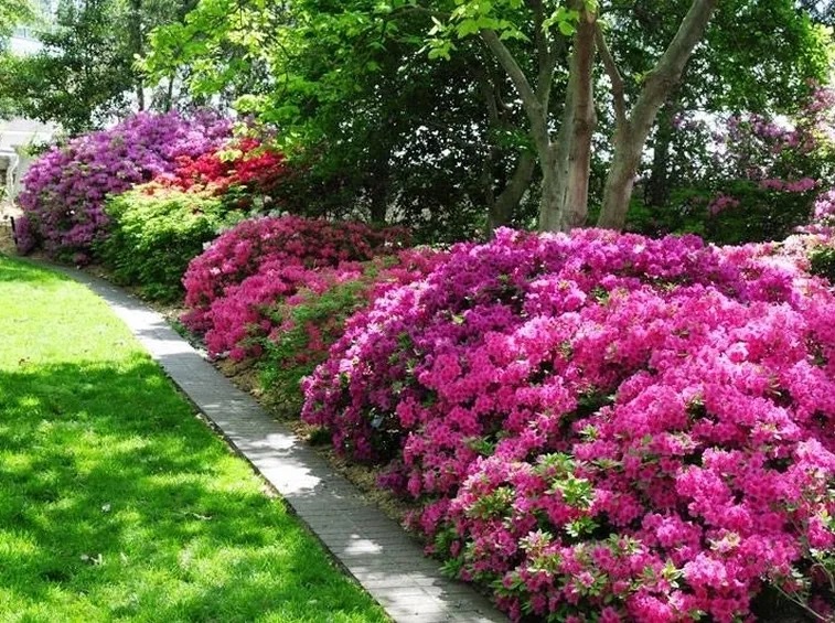 L'habitat ideale per l'azalea è in zone ombreggiate e al riparo di alberi e siepi