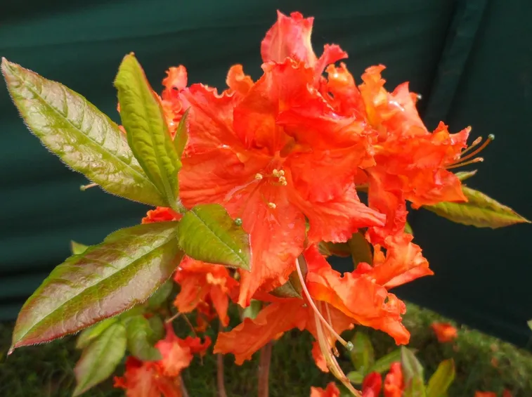 Azalea mollis