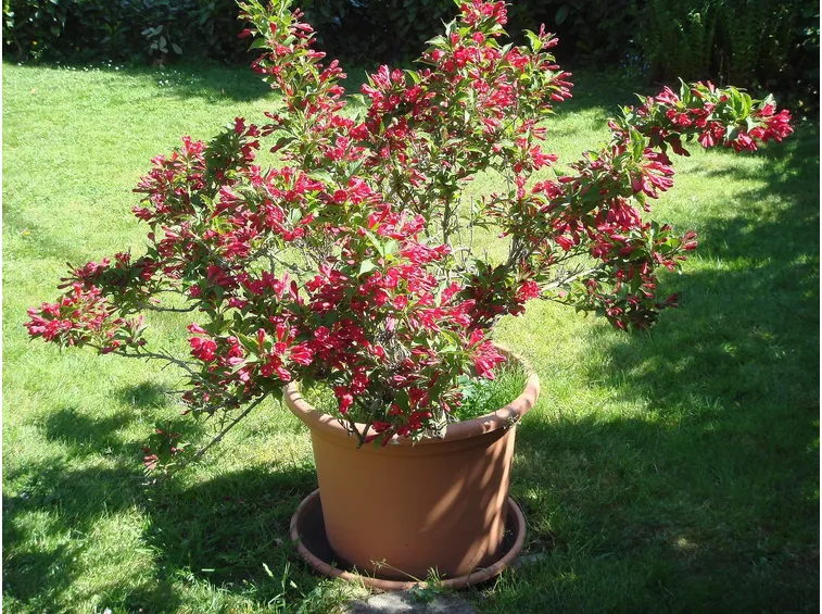 Azalea mollis