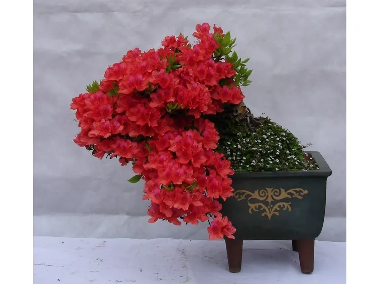 azalea
