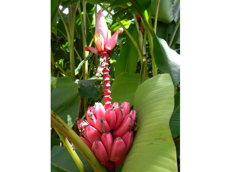 banano musa velutina