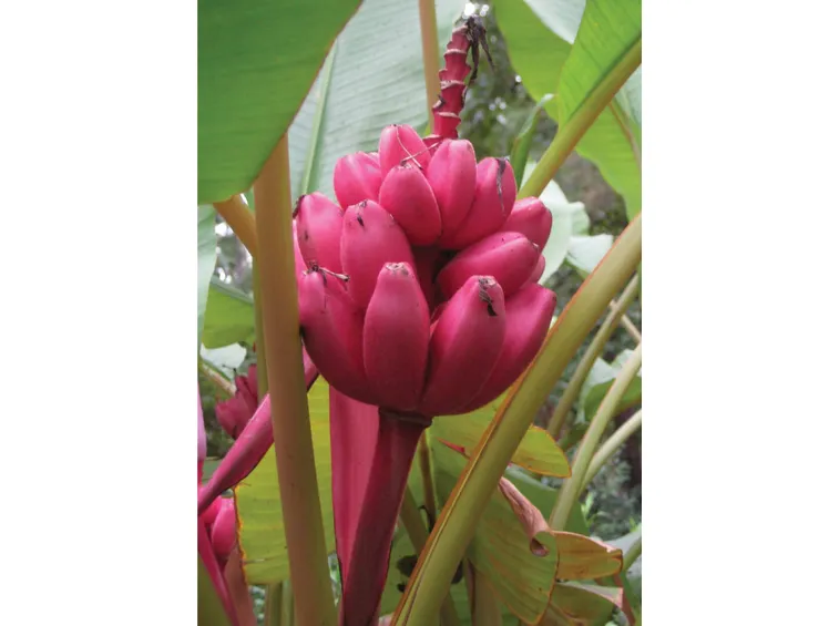 banana rosa