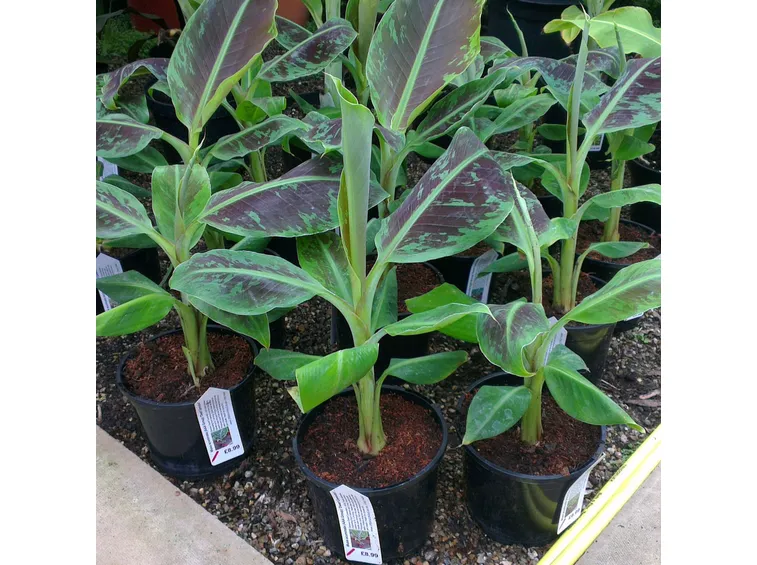 Musa acuminata “Dwarf Cavendish”
