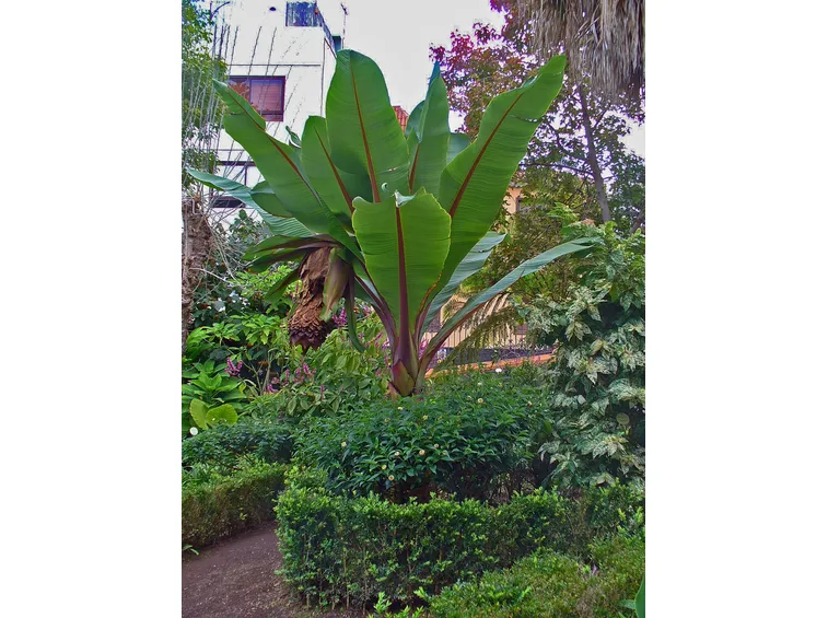 Ensete Ventricosum