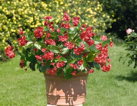Begonia