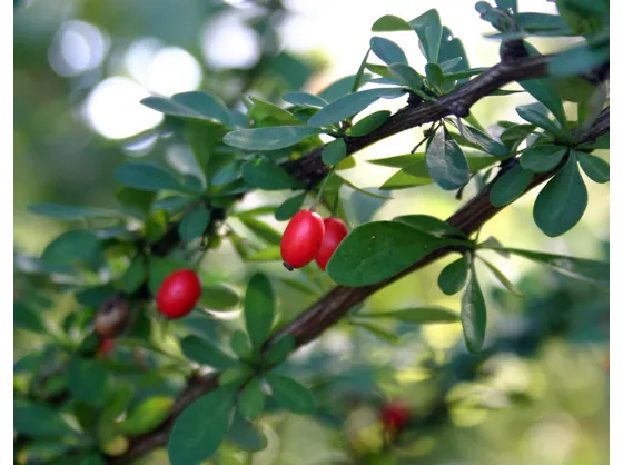 Berberis