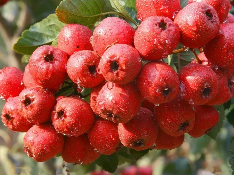 Biancospino rosa