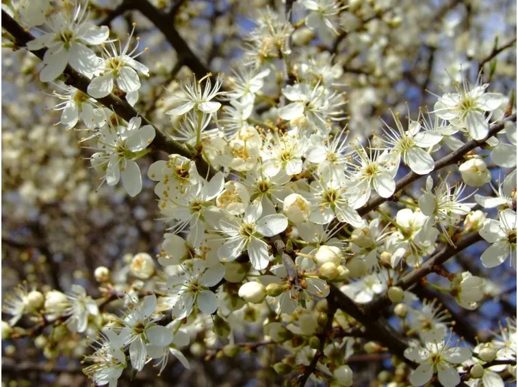 Biancospino