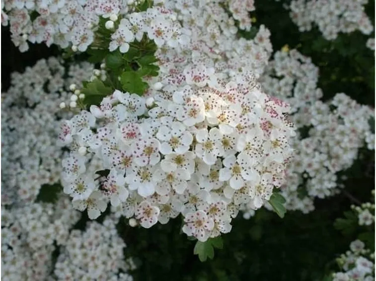 Concimazione biancospino
