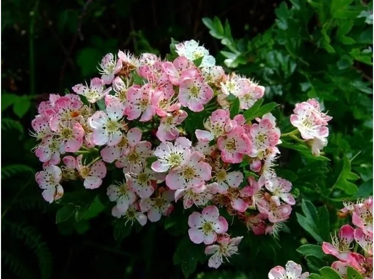 biancospino